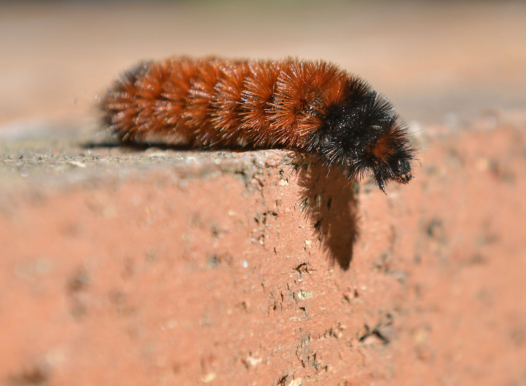 Woolly Worm Winter